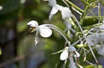 White fringed orchid